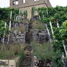 Y-Burg mit Wengert